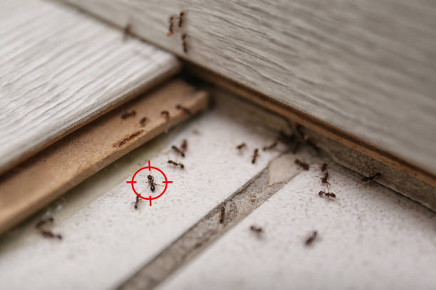 Best Pest Prevention Services  in Pimlico, SC