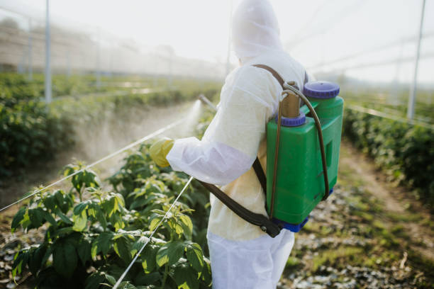 Best Flea Control Services  in Pimlico, SC
